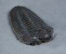 / Inch Calymene Trilobite - Rochester Shale #2144-1